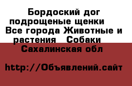 Бордоский дог подрощеные щенки.  - Все города Животные и растения » Собаки   . Сахалинская обл.